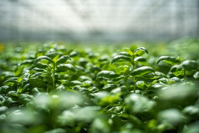 H2Pesto pagina progetto