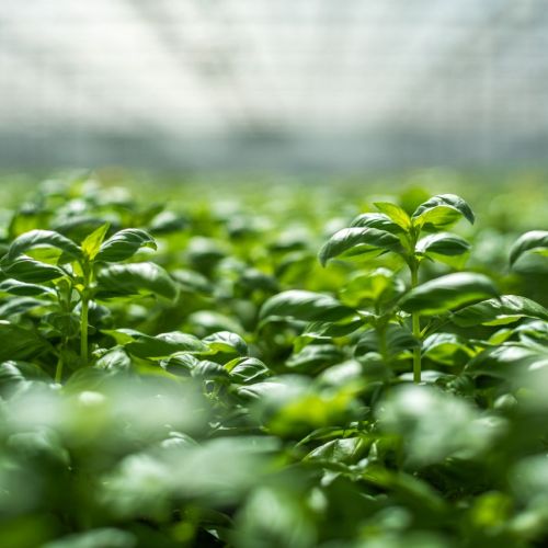 H2Pesto pagina progetto