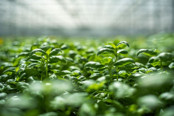 H2Pesto pagina progetto